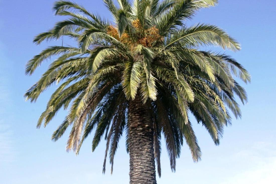Golden Palms Motel Geelong Eksteriør bilde